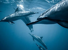 开云-2026PEL春季赛总决赛 中场秀-华晨宇